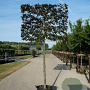 Fagus syl. 'Atropunicea' 200 cm stam cont. 110L 18-20 leiboom