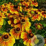Helenium 'Flammenrad' GM P9