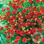 Helenium 'Hot Lava' GM P9