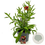 Helenium 'Moerheim Beauty' GM C5