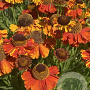 Helenium 'Sahin's Early Flowerer' GM 2,0L