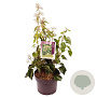 Hedera hel. 'Arborescens' 25-30 cm 5,0L