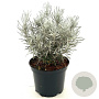 Helichrysum apiculatum 'Korma' 25-30 cm 2,0L