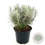 Helichrysum italicum serotinum 25-30 cm 2,0L