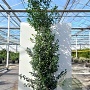 Ilex meserv. Blue Maid 200-250 cm cont. 130L