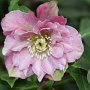 Helleborus o. 'Double Ellen Pink' GM P9