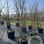 Lagerstroemia i. Rhapsody in Blue 200-225 cm cont. 80L meerstammig