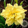 Hemerocallis 'Double River Wye' GM P9