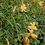 Hemerocallis dumortieri GM P9