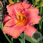 Hemerocallis Endlesslily Coral GM P9