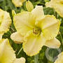 Hemerocallis 'Endurance Purisima' GM P9