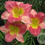 Hemerocallis 'Final Touch' GM P9