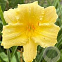 Hemerocallis 'Fragrant Reflection' GM P9
