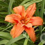 Hemerocallis fulva kwanso GM P9