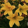 Hemerocallis 'Lemon Bells' GM P9