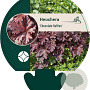 Heuchera 'Chocolate Ruffles' GM P9