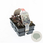Heuchera m. 'Palace Purple' GM sixpack