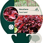 Heuchera 'Peach Flambé' GM P9