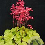 Heuchera 'Princess Alice' GM P9