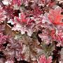 Heuchera 'Purple Petticoats' GM P9