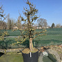 Pyrus calleryana 'Chanticleer' 40-45 cm cont. 160L