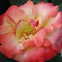 Rosa (F) Chamäleon 100 cm stam 7L
