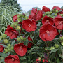 Hibiscus 'Cranberry Crush' GM  P11