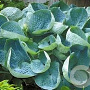 Hosta 'Abiqua Drinking Gourd' GM P9