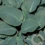 Hosta 'Blue Mammoth' GM P9