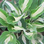 Hosta 'Night Before Christmas' GM P9