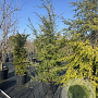 Tsuga canadensis 250-300 cm cont. 80L