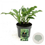 Hosta 'Royal Standard' GM 2,0L