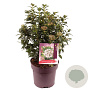 Viburnum tinus 40-45 cm 10L