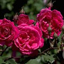 Rosa Alexander Mackenzie GM rozenpot 4L