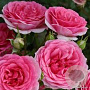 Rosa (H) Amica GM rozenpot 3L