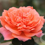 Rosa (T) Amour de Molène GM rozenpot 4L