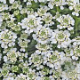 Iberis semp. 'Nevina' GM P9
