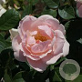 Rosa (F) Astrid Lindgren GM rozenpot 4L