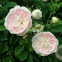 Rosa 'Belle Isis' GM rozenpot 4L