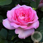 Rosa (T) Beverly GM rozenpot 4L