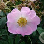 Rosa Bourgogne GM rozenpot 4L