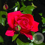 Rosa (K) Climbing Red Flame GM rozenpot 4L