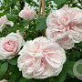 Rosa (K) 'Cl. Souv.de la Malmaison' GM rozenpot 4L