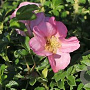 Rosa (R) Dagmar Hastrup GM rozenpot 3L