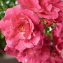 Rosa (H) Flower Carpet Heidetraum GM rozenpot 3L