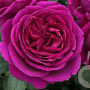Rosa (F) Für Elise GM rozenpot 3L