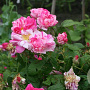Rosa gallica 'Versicolor' GM rozenpot 4L