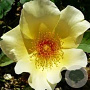 Rosa (H) 'Golden Wings' GM rozenpot 4L