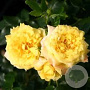 Rosa (K) 'Goldfassade' GM rozenpot 4L