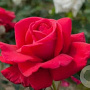Rosa (T) Grande Classe GM rozenpot 4L
